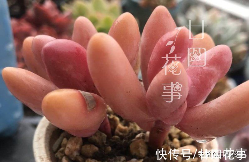 多肉植物|同样的多肉，别人家“美如花”，你的“徒成狗”？3招教你美回来