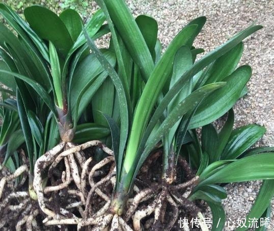 根系|给君子兰“喂点它”,7天猛窜白根,独苗变群兰,花大压弯枝!