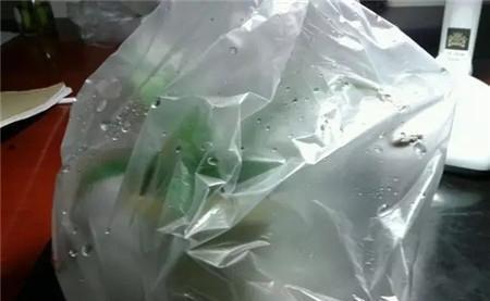 冬天养花,套上方便袋,绿油油的过冬天,嗷嗷的开花