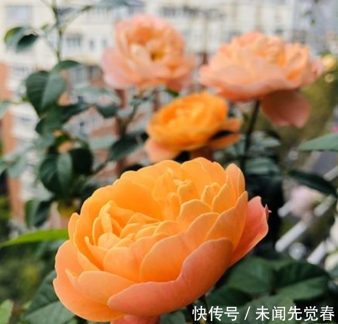 家养这些植物,阳台开出花海,全年开花不断,一养就美爆!