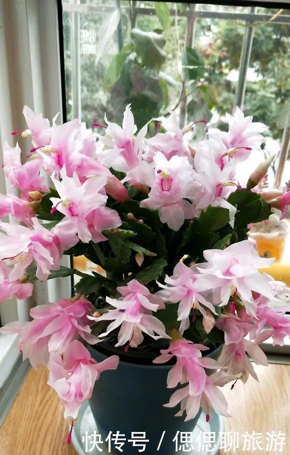 蟹爪兰叶子|蟹爪兰插在梳子上,一次50片,大白根呼呼冒,爆盆太过瘾