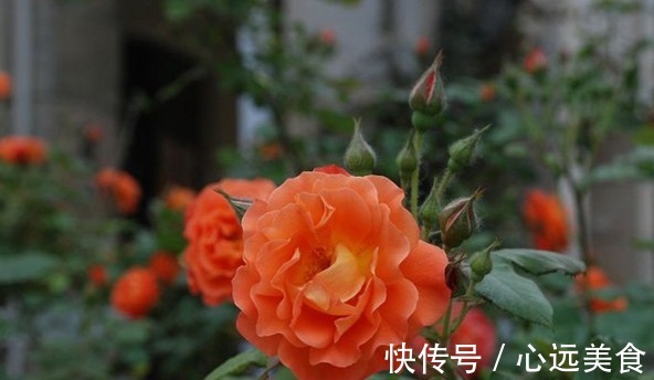花簇|想轻松爆盆就养这款花,花开满园,颜色艳丽,满满都是香味,完美