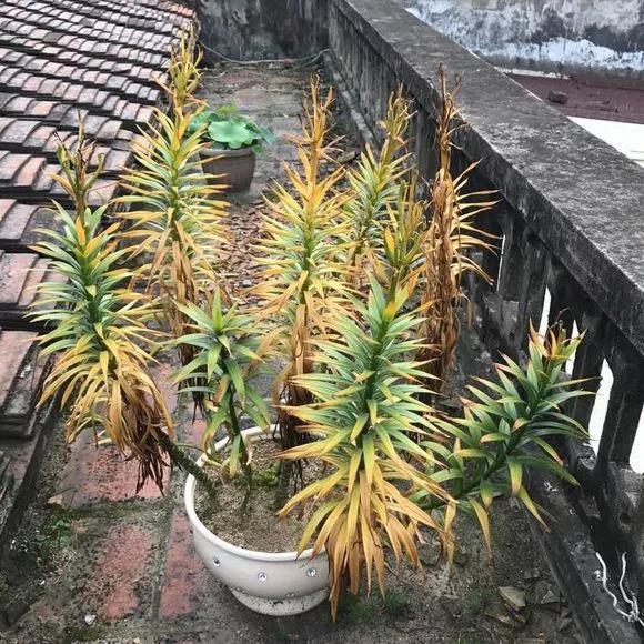 养花技巧这花不是一次性，开完别扔，还能再养7、8年