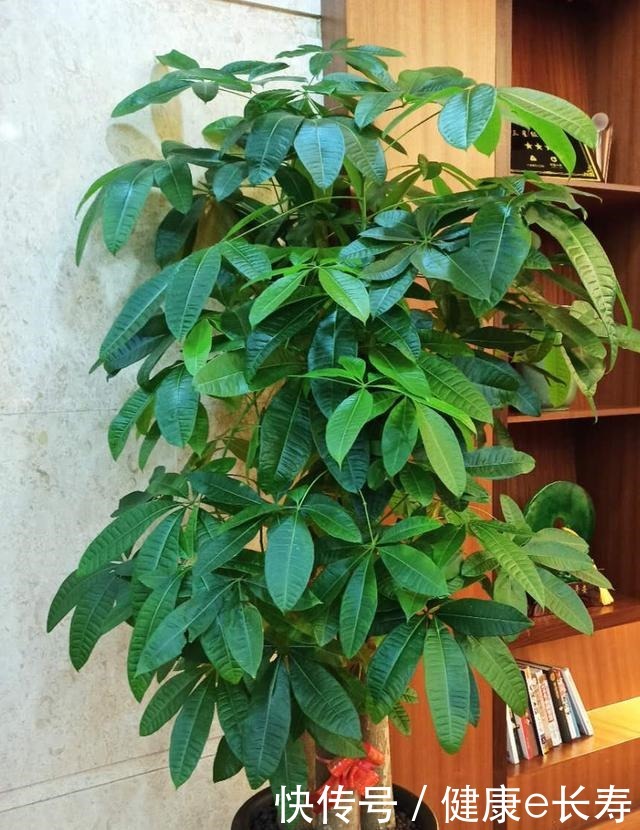 家里有养这5种花,别老是拿去晒太阳,容易晒出问题!