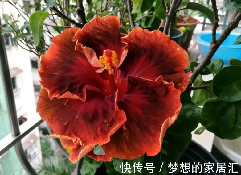 秋冬阶段，盆栽养花种草，植物休眠了，该怎么加强营养？