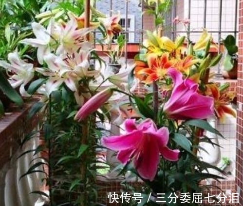 营养物质|4种花养家里，好养又漂亮，10块钱一盆，开花多、花期长！