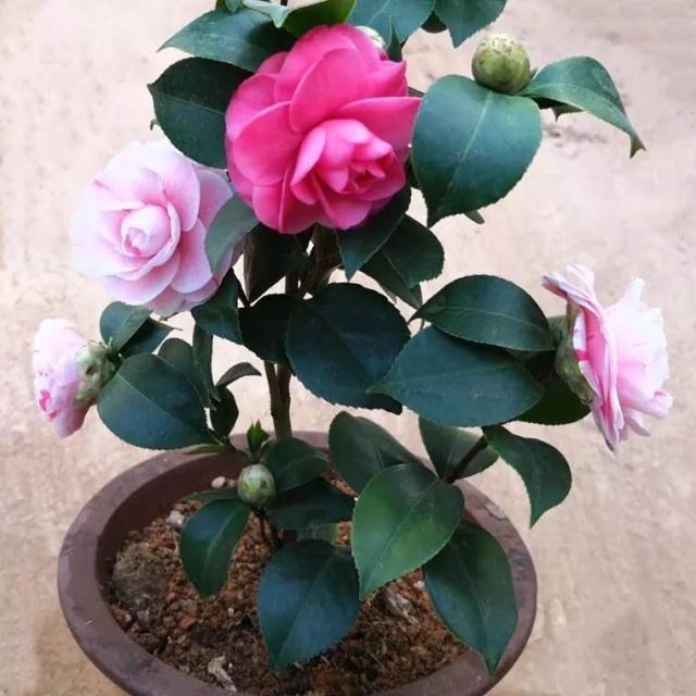 “茶花”花谢后,切勿“乱修剪”,有的枝条要轻剪、有的要重剪!