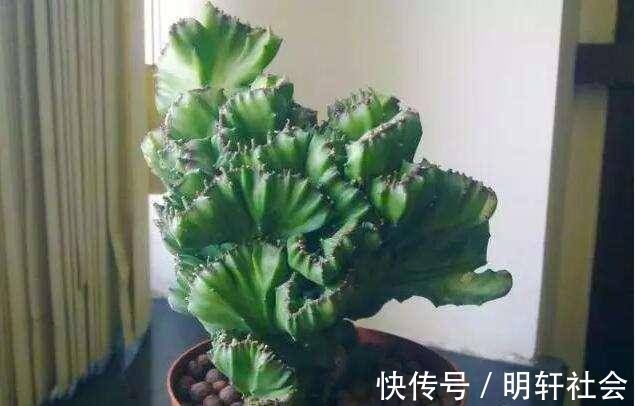 聪明人养这2种盆景,样子不招喜欢,寓意却极好,净化空气效果好