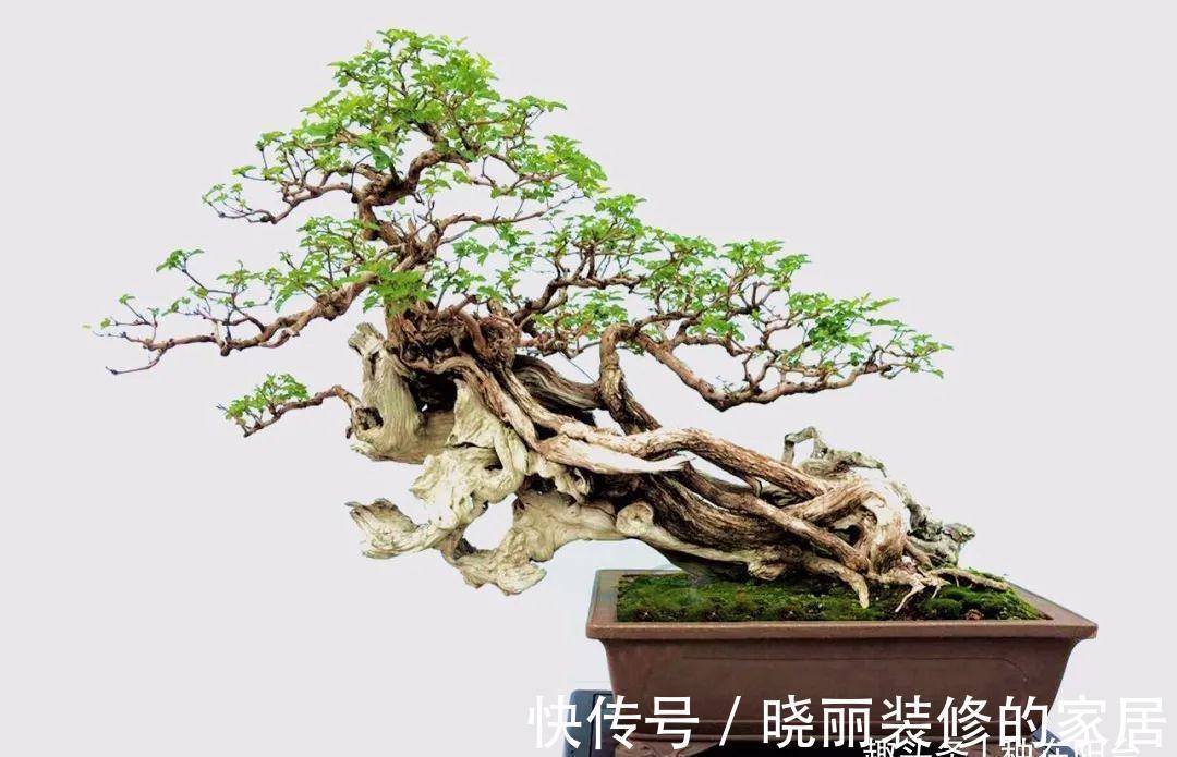 台友们|精辟：黄荆盆景造型，需体会“蟠扎骨架，修剪成型”！