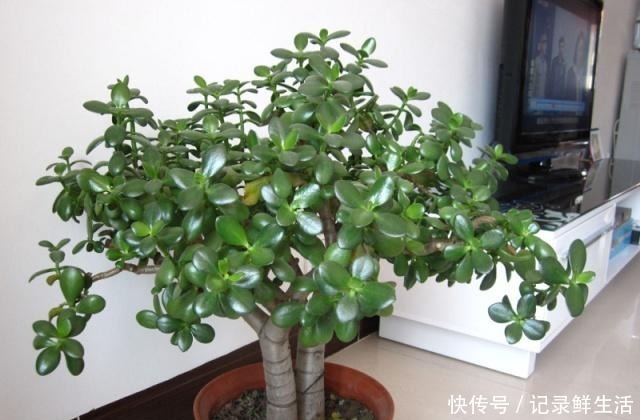 玉树美如玉,氮肥不可少,大豆做肥是技巧!