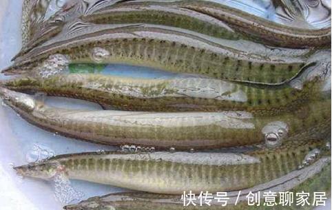 5种“逐渐消失”的小鱼，过去被嫌弃少人吃，如今却“价值不菲”