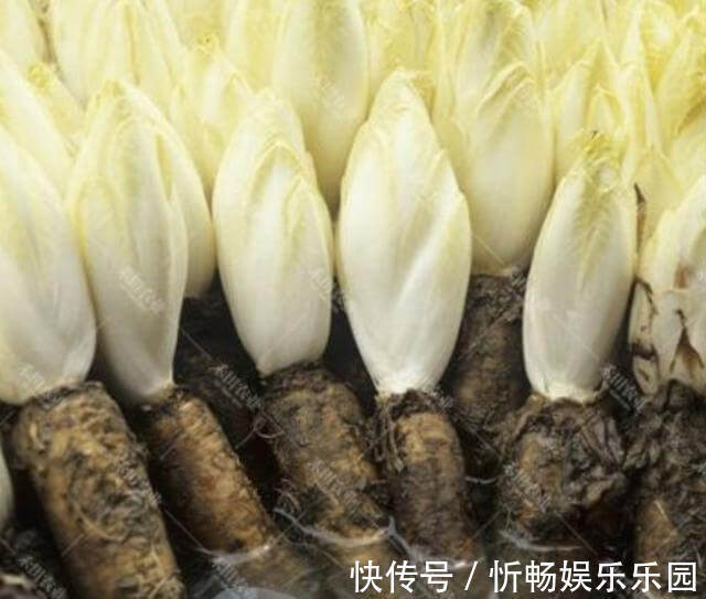 此种“废根”可以当盆栽,埋花盆里7天,长成“黄金菜”,1斤30元