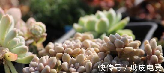 20种多肉推荐给大家,美图美肉,那种多肉你最喜欢