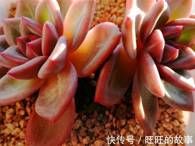 欧娜|十种多肉不但生命力顽强,还从没变丑过,让人怎能不爱