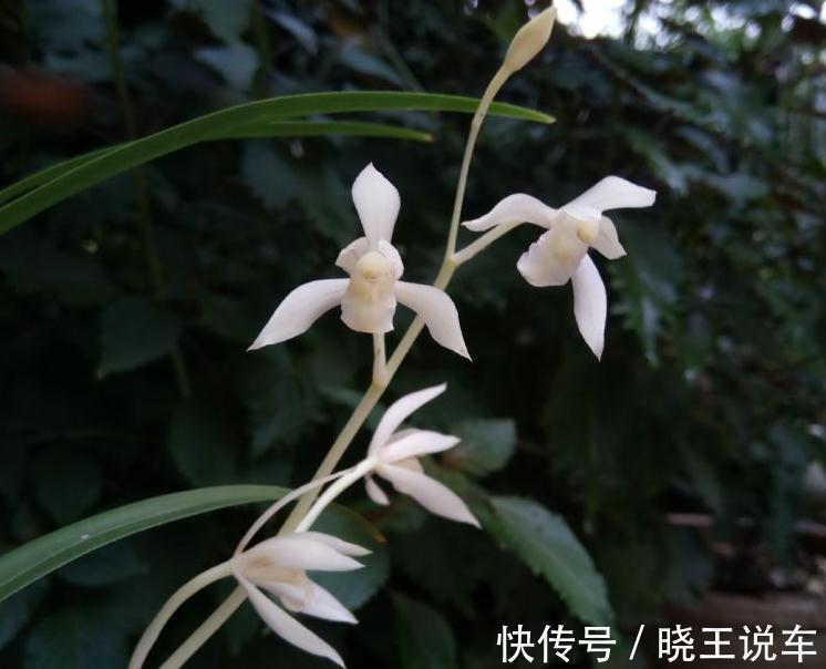 网友种的下山兰，开出了白花，让人羡慕不已