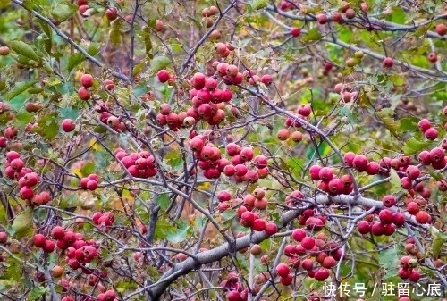 冬天常吃几种食物,杀菌消炎,常感冒的人要多吃,早食早健康