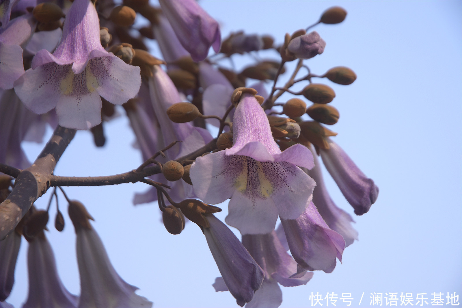 适合庭院种植的树木 适合庭院种植的树木