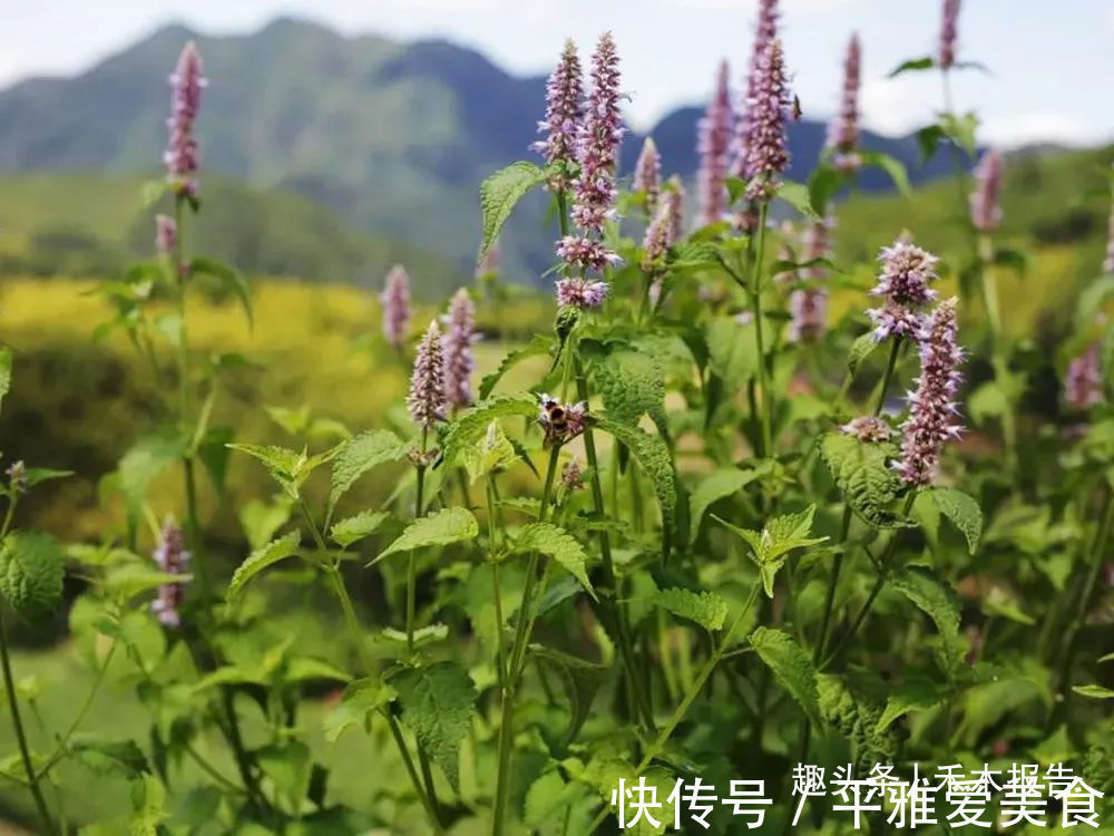 藿香|农村这种野草比香水还香，含一片叶子能除口臭，还是极品高钙菜