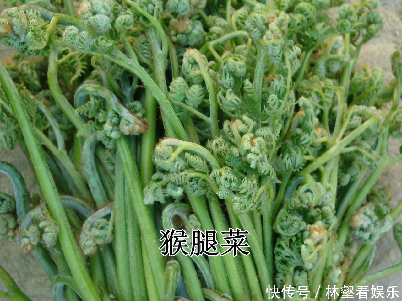 毛妮菜|春天4对“双胞胎”野菜,很多人傻傻的分不清楚,你认识几种