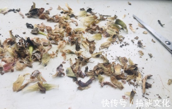 花箭|多肉开花后，赶紧剪掉，不然母株会死掉！