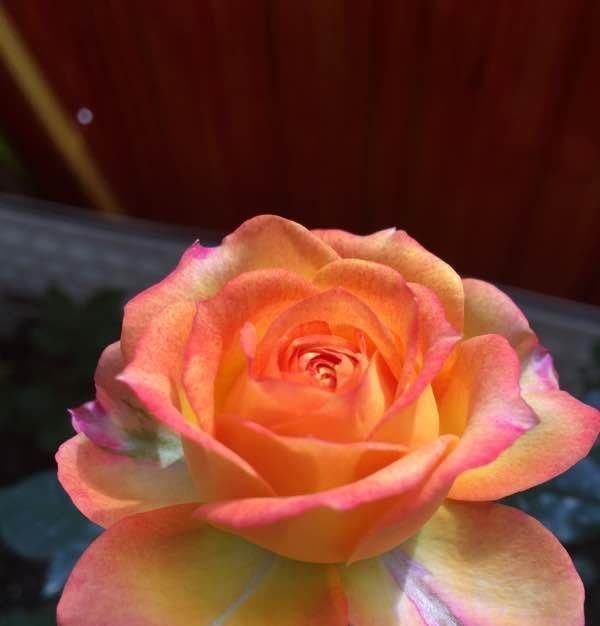 花朵|超好养的木本植物,全年开花,观赏价值高,室内也能种,值得栽培