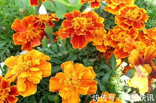 长寿|此花是代表了健康长寿的花,寓意着活泼爽朗的性格,是美好的花