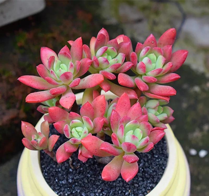 养多肉很简单,避开几个坑,黑腐,化水不再有,肥美又多姿