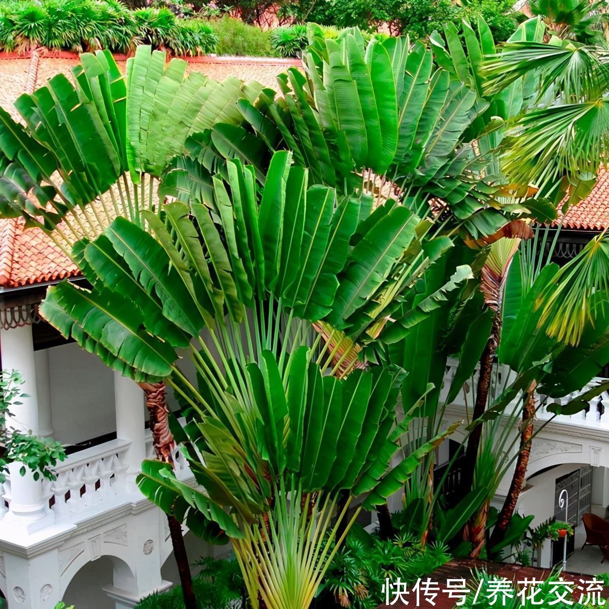 花朵和鹤望兰极其相似的旅人蕉,常被做成仿真花,极具热带风情