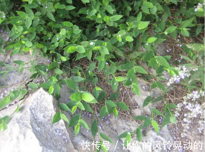 竹叶|野外一种长得像竹叶的野草,曾是皇室用品,人称“帝王之草”