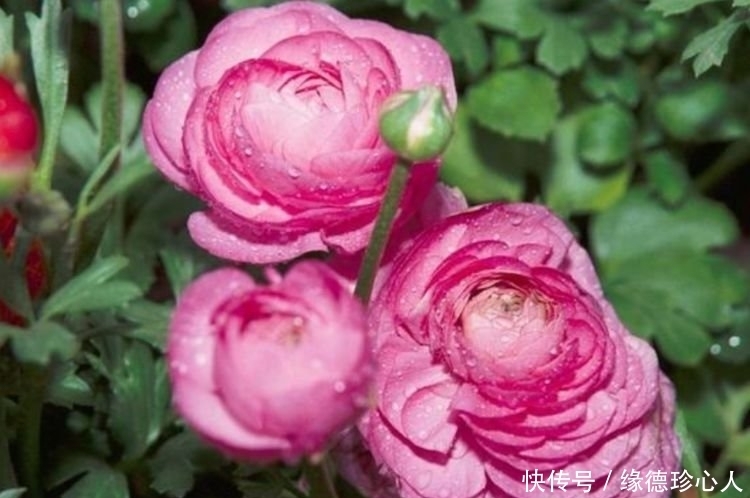 4种旺运花,吉祥添富贵,漂亮花期长,开花一簇簇,开成百花园!