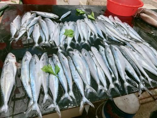 鲜鱼|秋后,遇到此鱼我从不手软,一次买20斤,腌制存放,冬天吃特香