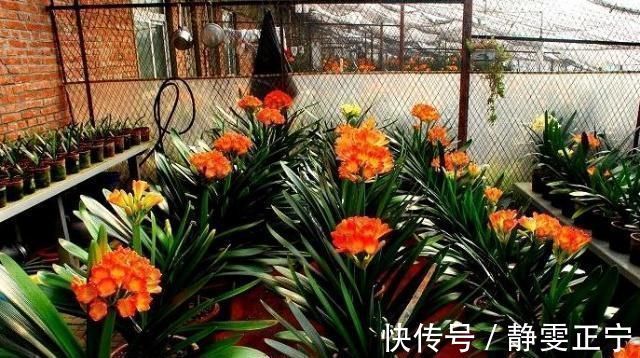 王大姐|王大姐养君子兰,“插”个叶到土里,一盆成10盆,每盆开花都美爆