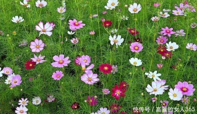 50种植物花语,不要再傻傻送错花了