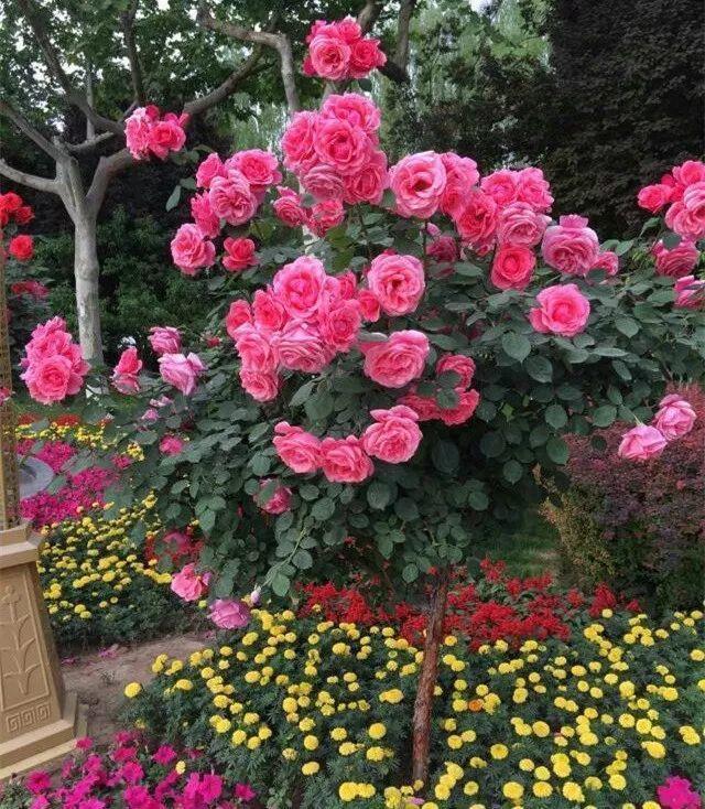 嫁接|嫁接达人,玉树嫁接长寿上,花友直呼内行!