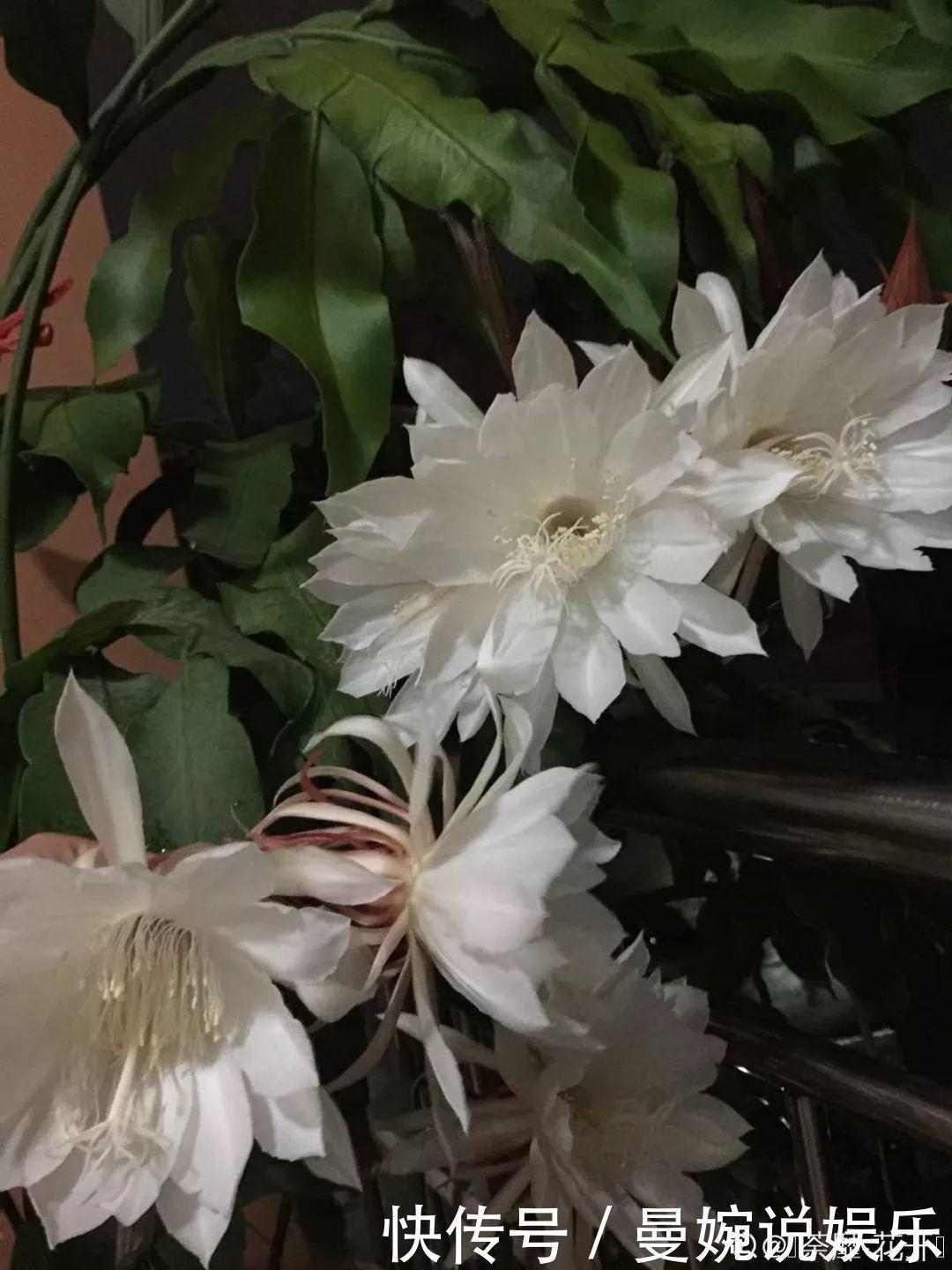 这花真稀罕,刚开花就被掐光了,花钱未必买得到!