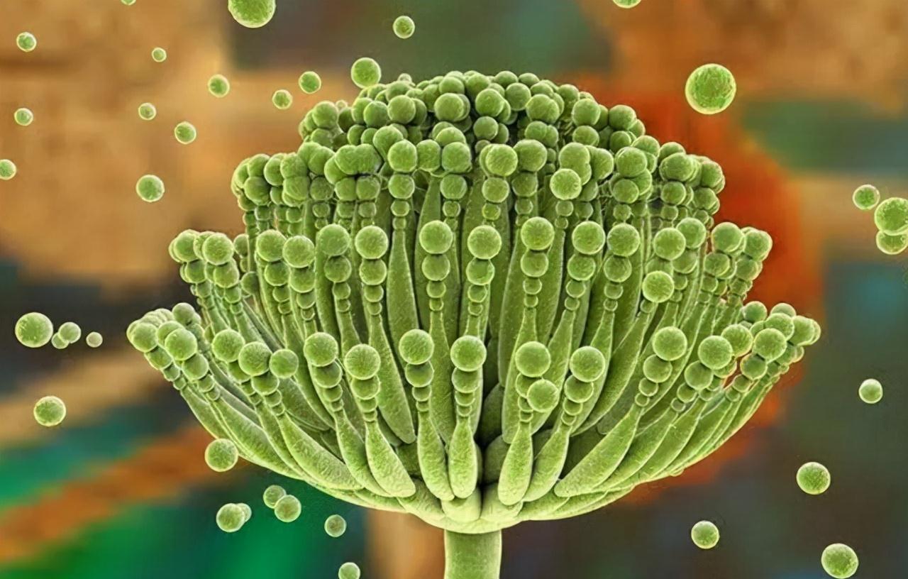 医生|隔夜菜,不能吃了?医生同学:除了这3种,其它的或许能放心吃