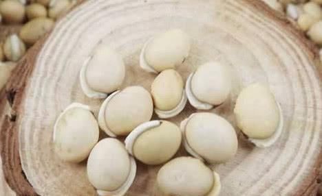  脾虚容易湿气重? 常吃这几种食物, 健脾胃, 轻松排出多年湿毒