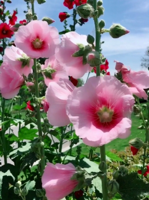 花朵|路边的花都开了，一个比一个美，教你辨认常见的花！