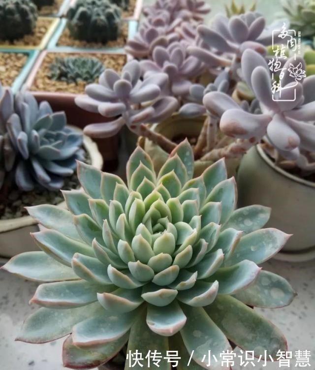 欧紫|我是多肉飘窗党,我来晚了!我是多肉飘窗党,我来晚了!