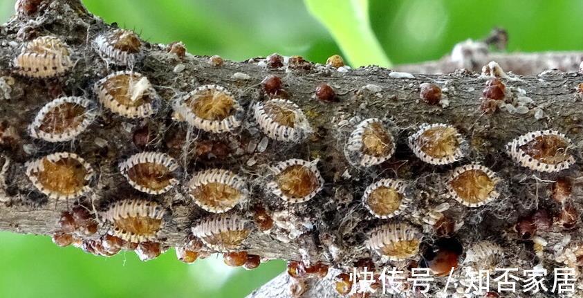 叶片|不注意这些细节，罗汉松越养越丑，养罗汉松必学的常识