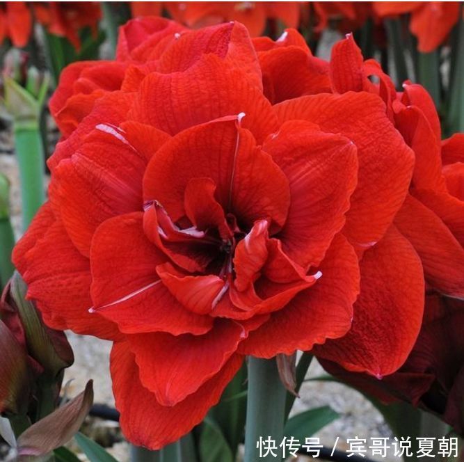 家里养4种花，耐旱又耐晒，好养又漂亮，一开就停不下来