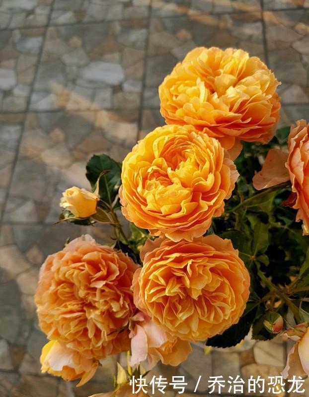 杏色|阳台养一株“杏色露台”,四季都有花看,赏花又闻香,种植也不难