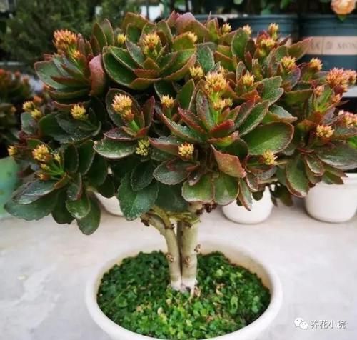 家里的长寿花，用1种方法，让它尽快长成老桩，开花多又美