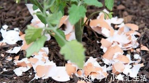 想要植物开花多,花色艳,2种垃圾扔盆里,效果十分显著