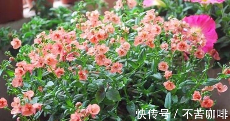 养护|4种旺运花,吉祥添富贵,花美色艳,一言不合就爆盆,你一定喜欢