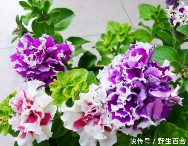 花朵美得倾国倾城,绚丽多彩,花团锦簇,比牡丹还美