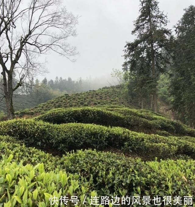 去黄山歙县木岭后高山上嗅一嗅春天的味道