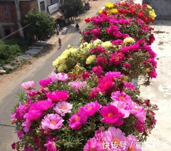 养护|养花技巧粗生粗养也能四季开花!少养1种都觉得亏了