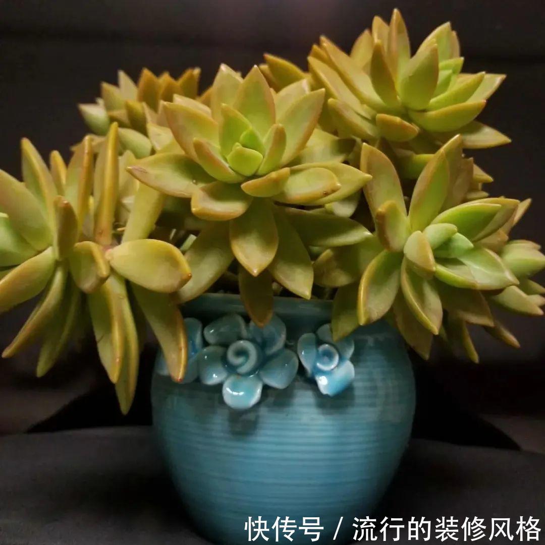 君子兰|8种花夏天不能买，买回来就死，白浪费钱