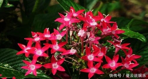 茉莉|花期超长的4种花,香气胜茉莉,花量有多又美